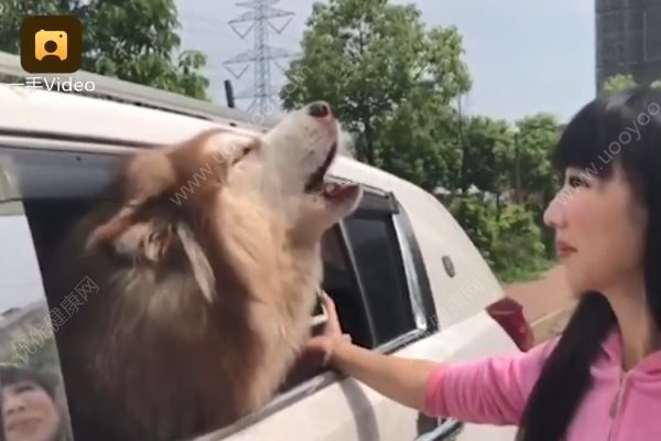 成精了！狗狗聽到手機鈴聲就狼嚎，提醒主人接電話(1)