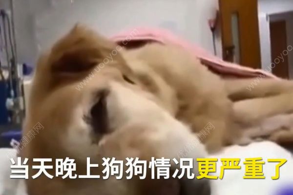金毛狗內(nèi)臟出血病危！20多只狗深夜集體捐血！(2)