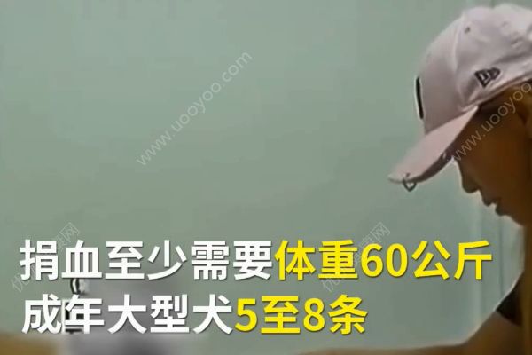 金毛狗內(nèi)臟出血病危！20多只狗深夜集體捐血！(3)
