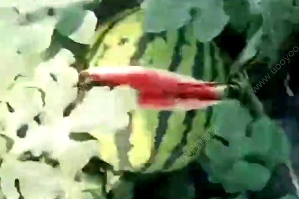 數(shù)萬斤西瓜一夜被砍，派出所已立案(1)