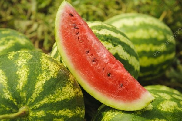 數(shù)萬斤西瓜一夜被砍，派出所已立案(2)
