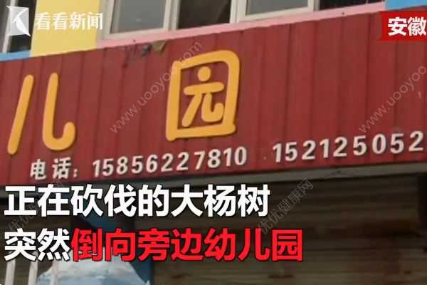 砍樹工操作失誤，楊樹砸向幼兒園致一女童死亡(1)