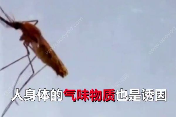 為什么有些人特別“招蚊子”？跟你的氣味有關(4)