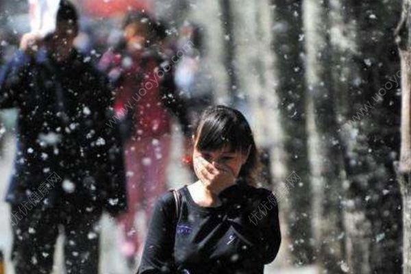 漫天楊絮容易引起過(guò)敏？飛絮：這個(gè)鍋我不背！(1)