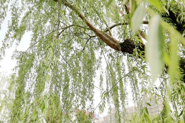 漫天楊絮容易引起過(guò)敏？飛絮：這個(gè)鍋我不背！(2)
