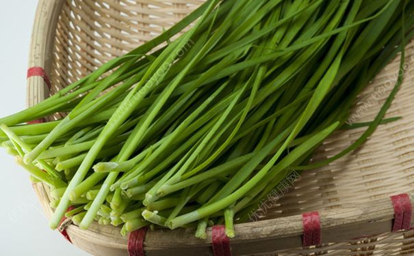 吃韭菜會流產(chǎn)嗎？流產(chǎn)能吃韭菜嗎？(3)
