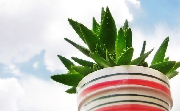 青少年可以用蘆薈膠嗎？青少年用蘆薈膠會(huì)過敏嗎？(4)