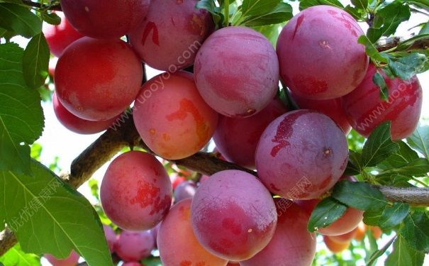 月經(jīng)期間能吃李子嗎？月經(jīng)期間可以吃李子嗎？(3)
