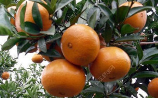 橘子來月經(jīng)可以吃嗎？來月經(jīng)可以吃橘子嗎？(2)