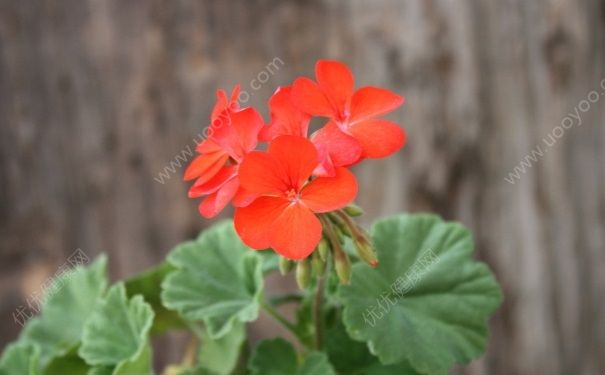 懶人適合養(yǎng)什么花？適合懶人養(yǎng)的花有哪些？(3)