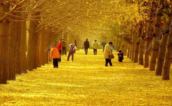 秋季養(yǎng)生吃什么？秋季養(yǎng)生膏方做法大全(1)