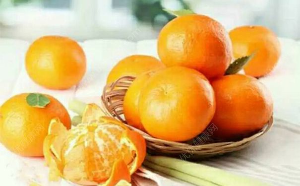 孕婦能吃柑橘嗎？孕婦可以吃柑橘嗎？(1)