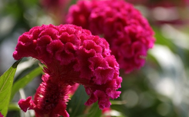 雞冠花有什么禁忌？雞冠花有什么作用？(1)