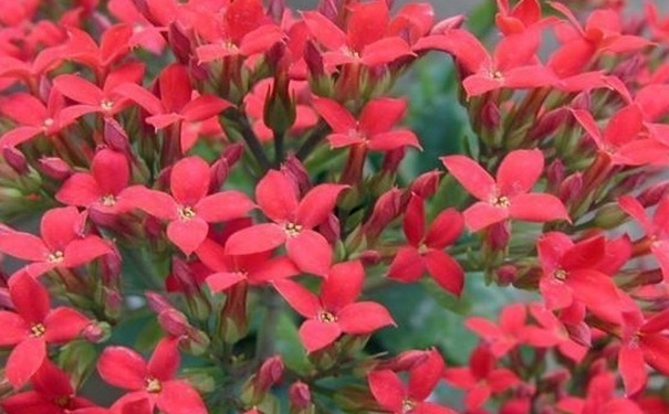紅景天有什么禁忌？紅景天有什么功效？(1)