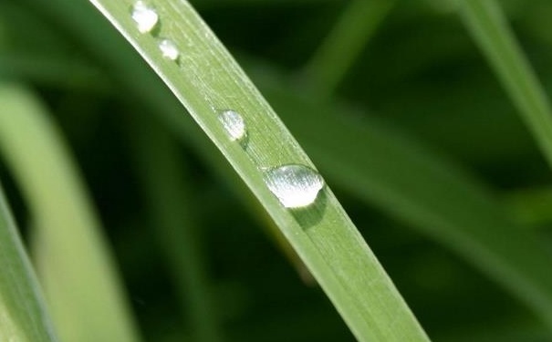雨水節(jié)氣怎么養(yǎng)生？雨水節(jié)氣調(diào)神養(yǎng)生的方法有哪些？(1)