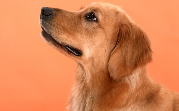 怎樣預(yù)防狂犬??？預(yù)防狂犬病最有效的手段(1)