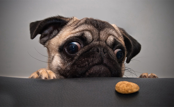 狂犬病的傳播途徑有哪些？狂犬病的傳染方式(1)