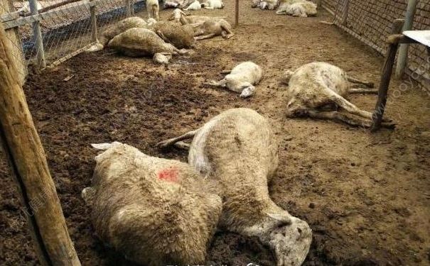 沈陽毒大蔥毒死127只羊，什么是毒大蔥？(1)