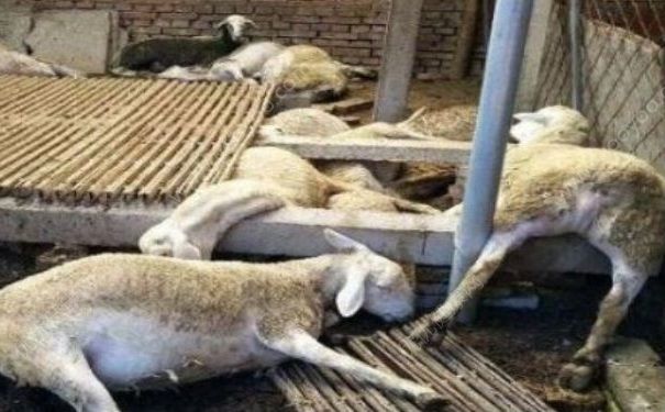 沈陽毒大蔥毒死127只羊，什么是毒大蔥？(2)