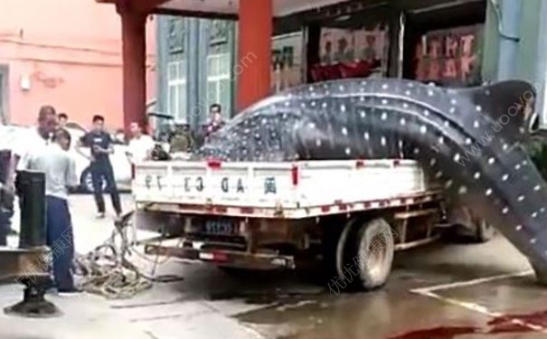 貨車運鯨鯊送酒店遭拒，在路邊用鋸子切割，吃鯊魚肉好不好？(2)