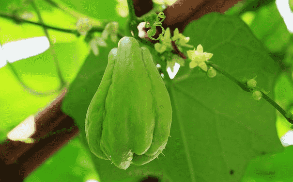 佛手瓜的營養(yǎng)價值有哪些？常吃佛手瓜有什么好處？(1)