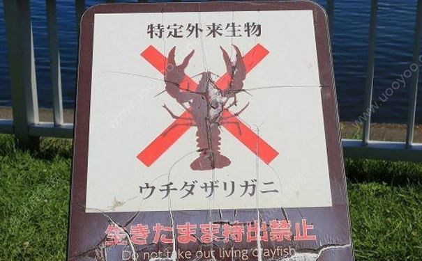 日本踩爛小龍蝦當肥料，小龍蝦有什么營養(yǎng)價值？(2)