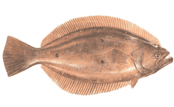比目魚有什么營養(yǎng)價(jià)值？比目魚有什么功效？(1)