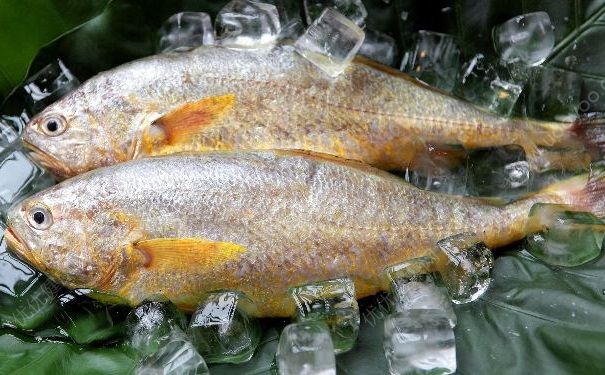 漁民捕到4.9公斤大黃魚，賣出一輛轎車價(jià)，大黃魚有什么營養(yǎng)？(2)