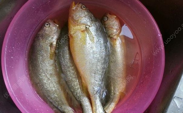 漁民捕到4.9公斤大黃魚，賣出一輛轎車價(jià)，大黃魚有什么營養(yǎng)？(3)