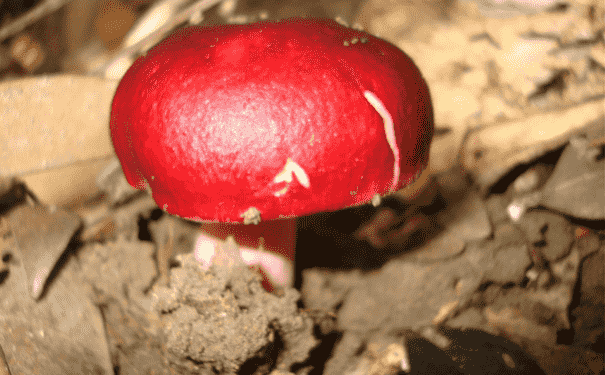 紅菇有什么營養(yǎng)價值？紅菇有哪些功效？(1)