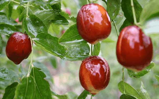 常吃紅棗有哪些好處？怎樣吃紅棗最有營養(yǎng)？(1)
