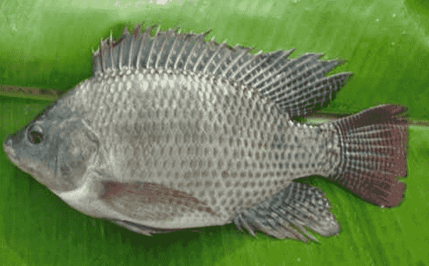 羅非魚有什么營養(yǎng)價值？羅非魚有什么功效？(1)