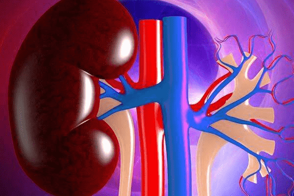 慢性腎臟病的癥狀有哪些？慢性腎臟病怎么治療？(1)