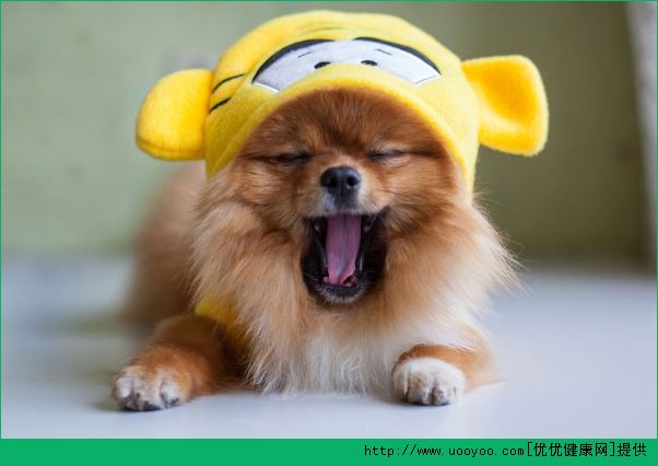 爸媽不讓養(yǎng)狗怎么辦？為什么父母不讓我養(yǎng)寵物？(1)