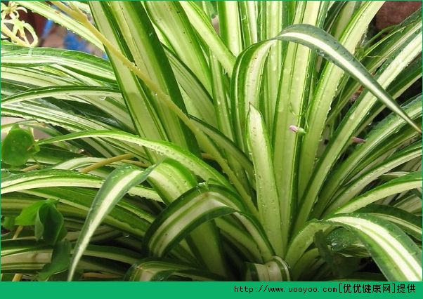 孕婦室內(nèi)適合養(yǎng)什么植物？室內(nèi)養(yǎng)什么植物對孕婦好？(2)