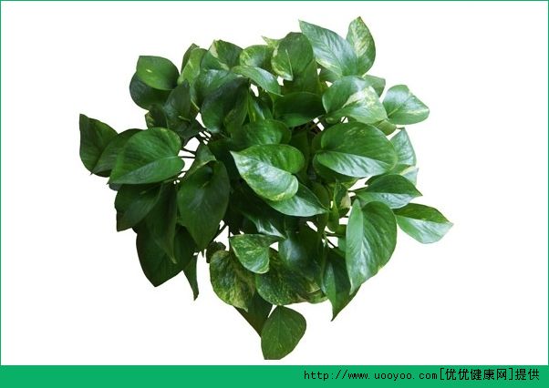 孕婦室內(nèi)適合養(yǎng)什么植物？室內(nèi)養(yǎng)什么植物對孕婦好？(3)