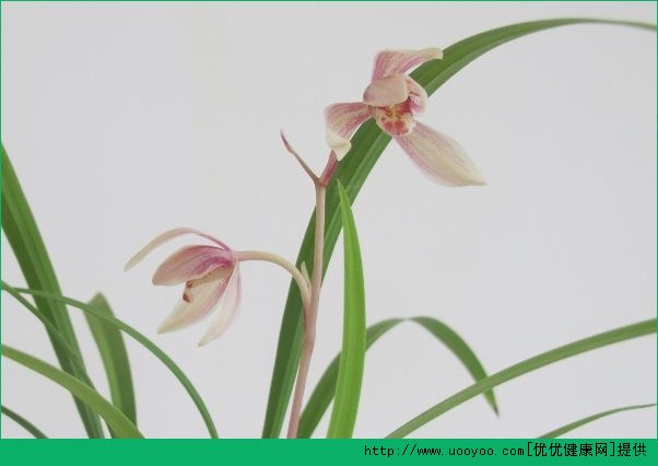 室內(nèi)不宜擺放的植物有哪些？不適合在室內(nèi)養(yǎng)的植物有？(1)