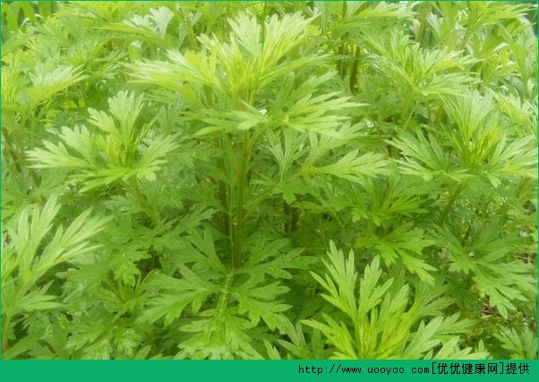 艾葉能治婦科病嗎？艾葉的功效與作用(5)