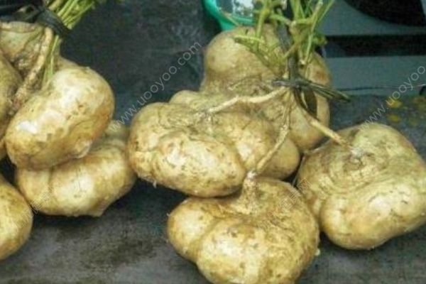 孕婦吃地瓜好嗎？孕婦吃地瓜有什么好處？(3)