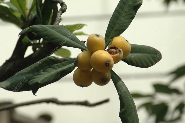 嬰兒能吃枇杷葉嗎？嬰兒能喝枇杷葉水嗎？(2)
