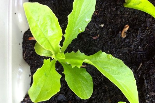 孕婦可以吃生菜嗎？孕婦能吃生菜嗎？(3)