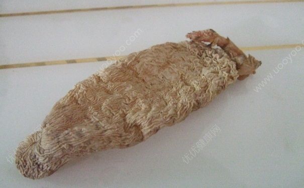 中學(xué)生可以吃天麻嗎？天麻適合青少年吃嗎？(2)