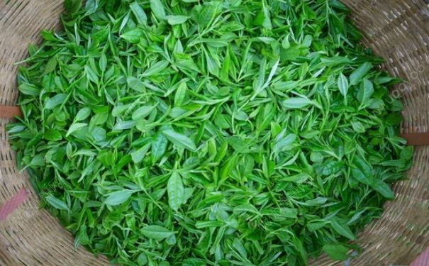 生茶和熟茶哪個(gè)好？生茶和熟茶的區(qū)別(1)