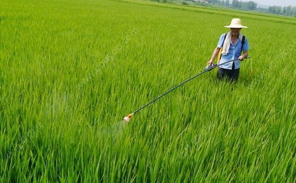 百草枯中毒后有哪些癥狀？中毒后有哪些急救措施？(1)