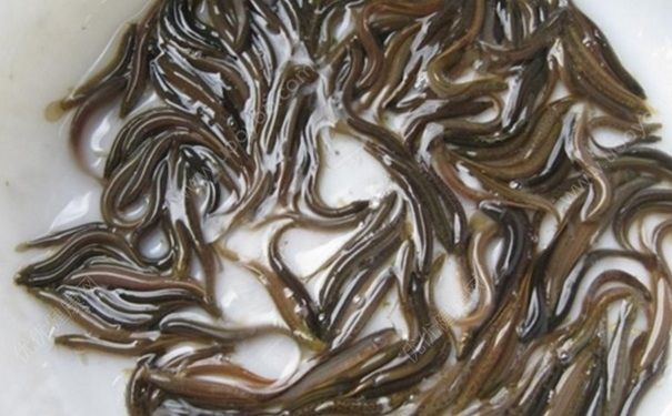 泥鰍如何清洗？泥鰍怎么殺和洗？(1)