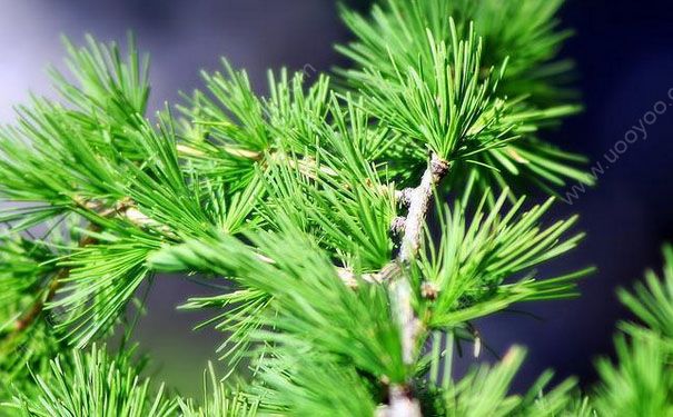松針有什么功效？松針的功效與作用及食用方法(1)