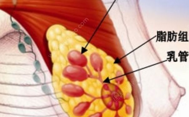 乳安片的功效與作用 乳安片治乳腺增生好嗎？(1)