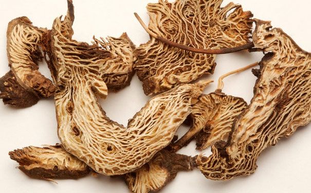 升麻有什么功效？升麻的功效與作用及禁忌(1)