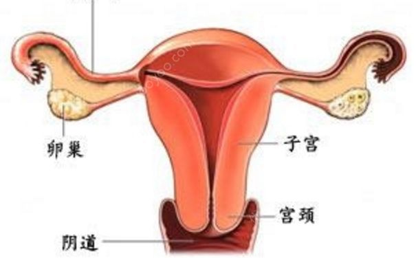附件炎如何根治？附件炎是怎么引起的？(1)