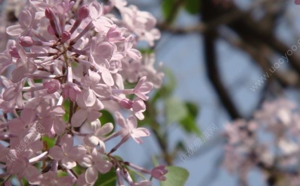 丁香花蕾有什么作用？丁香花蕾有哪些功效？(1)